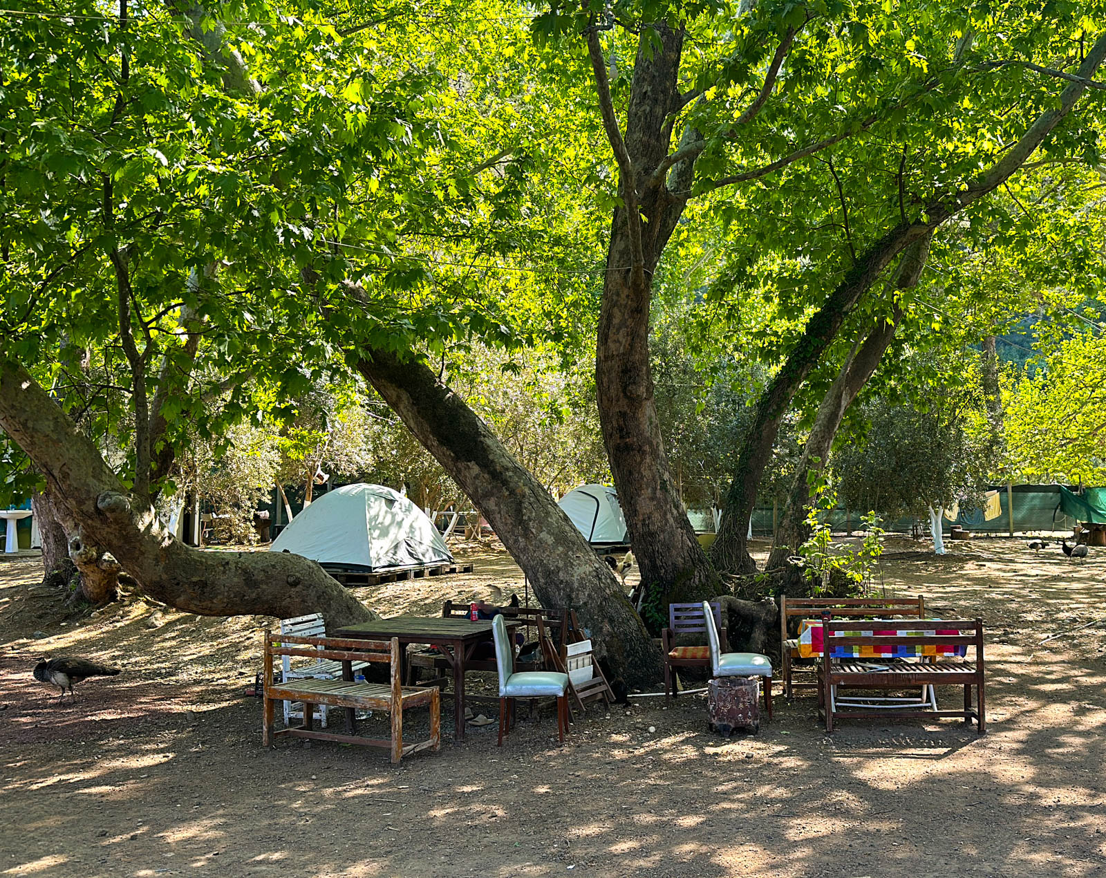 Tavuskuşu Camping