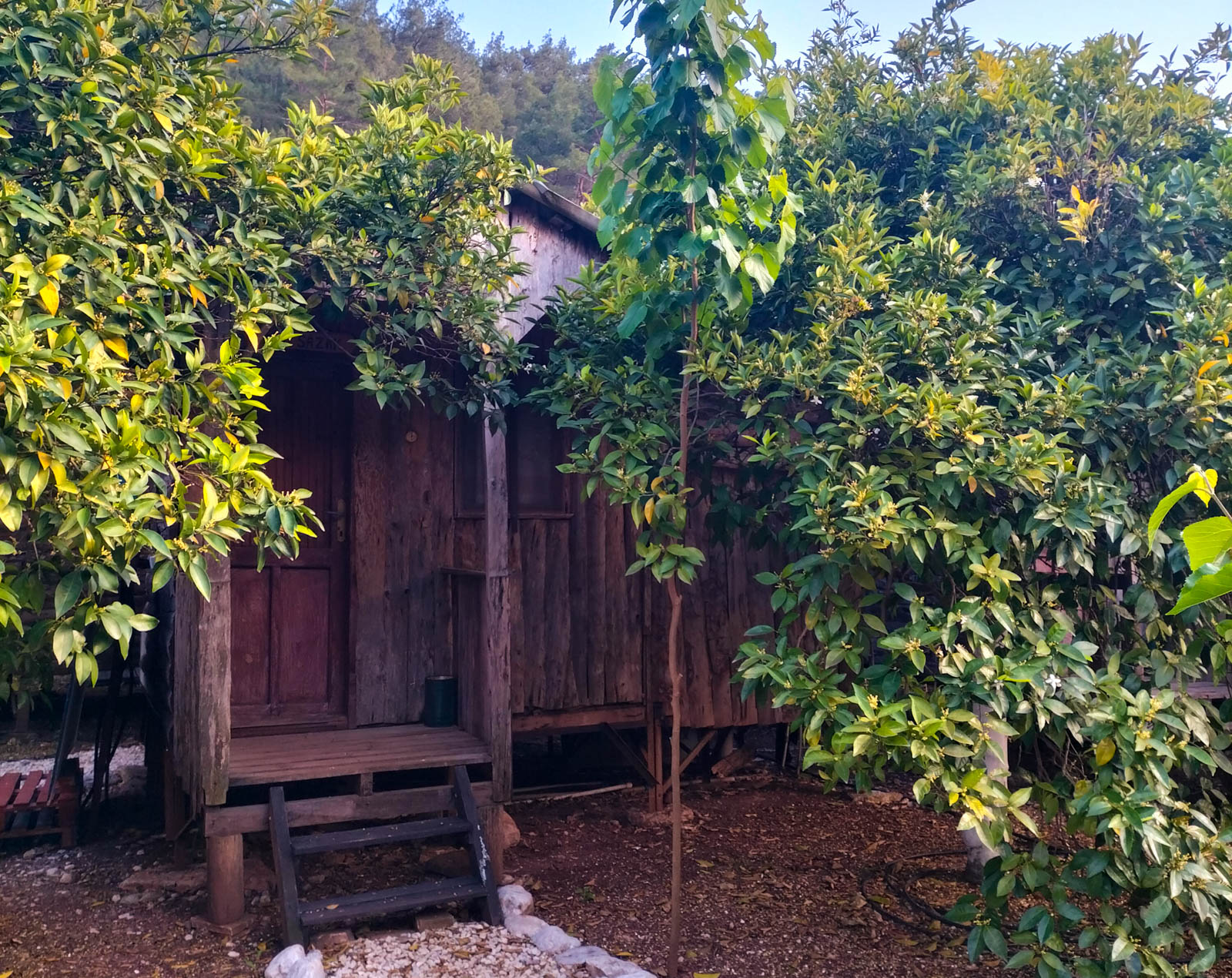 Asilay Camping Olympos