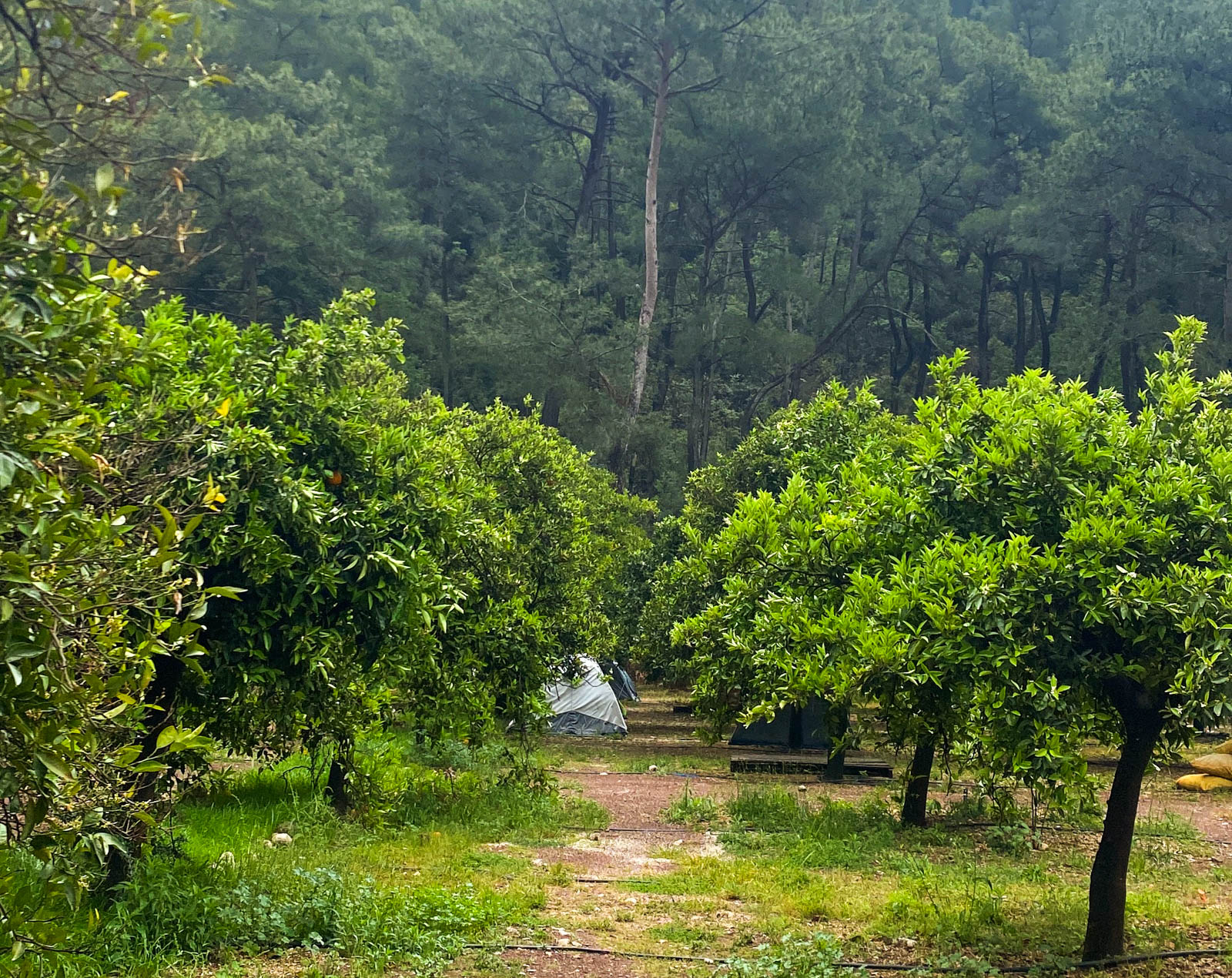 Mandalin Camping Olympos