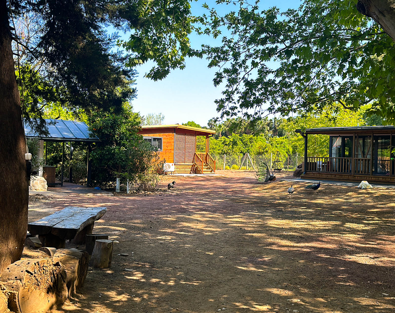 Tavuskuşu Camping