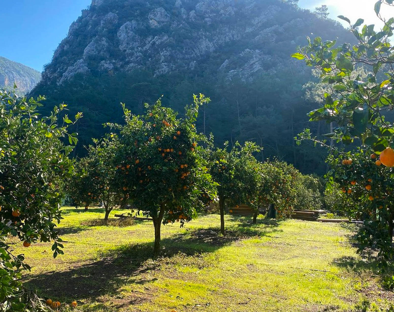 Mandalin Camping Olympos