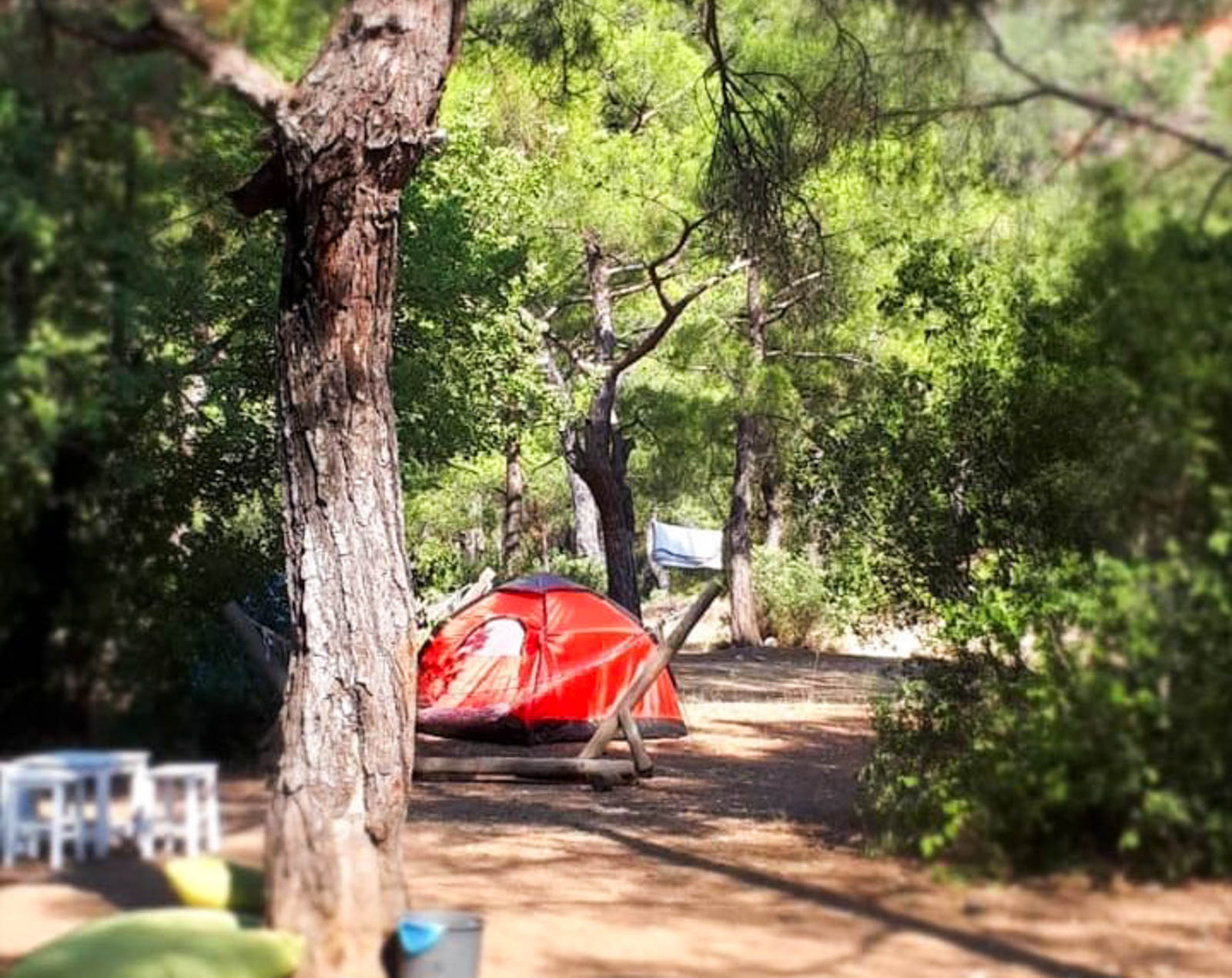 Jungle Bungalows & Camping