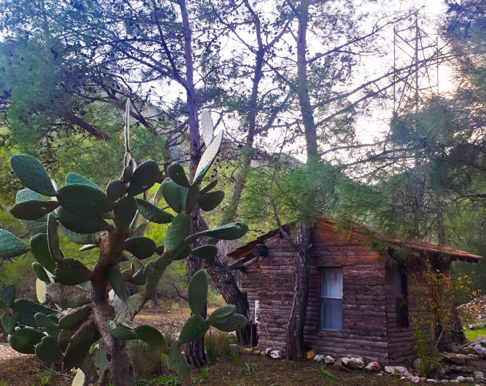 Jungle Bungalows & Camping