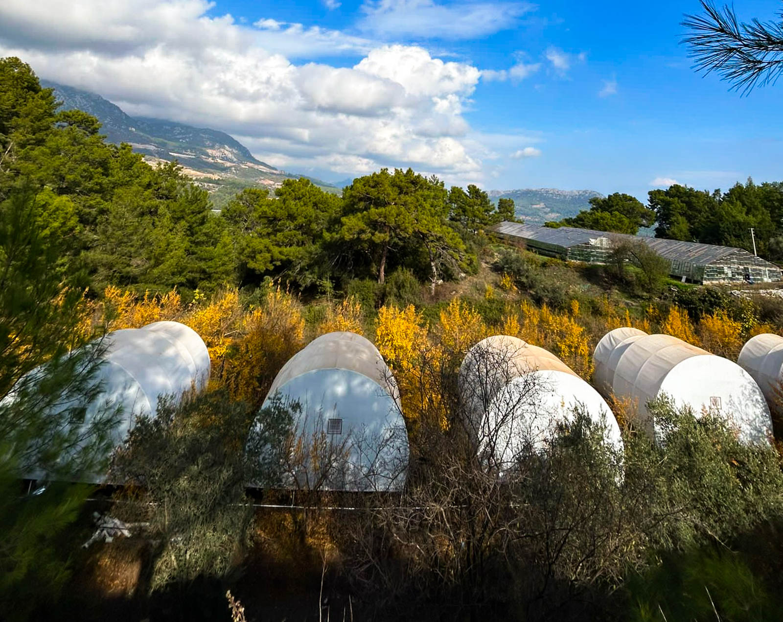 Evergreen Glamping