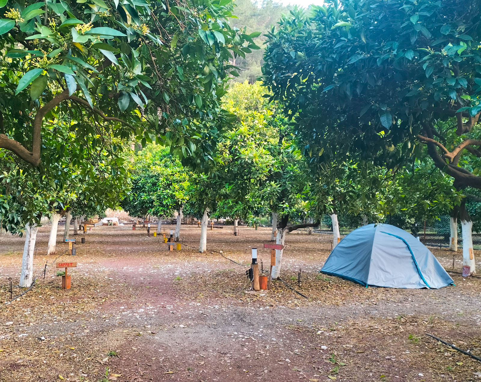Asilay Camping Olympos