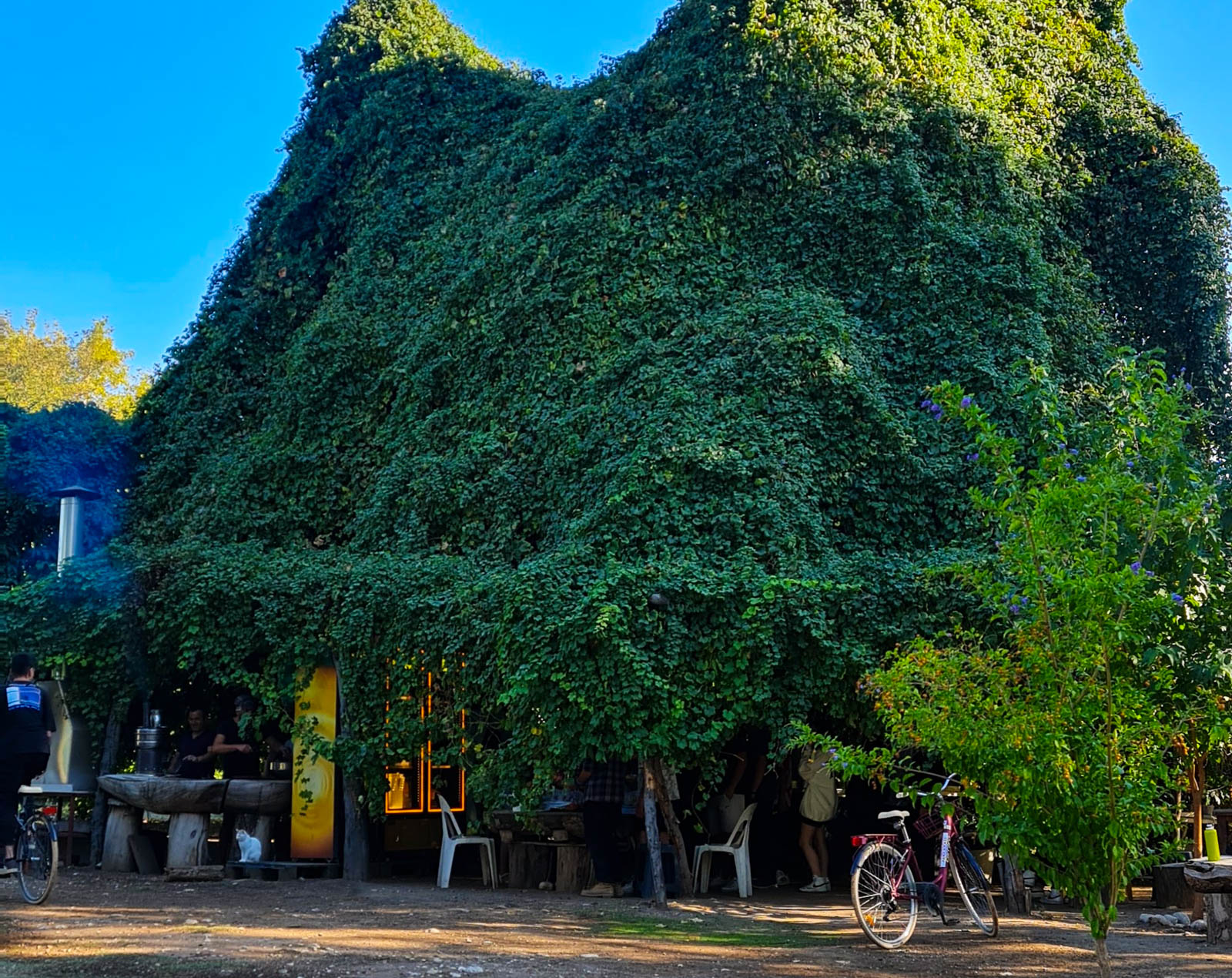 Tavuskuşu Camping
